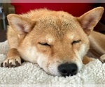 Small Photo #6 Shiba Inu Puppy For Sale in MISSOULA, MT, USA