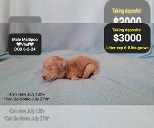 Maltipoo Puppy for sale in TUCSON, AZ, USA