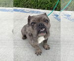 Small #8 Free-Lance Bulldog