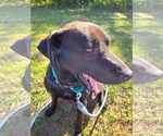 Small #9 Labrador Retriever Mix