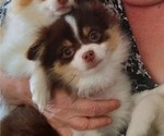 Small Photo #13 Pomeranian Puppy For Sale in HAWLEY, PA, USA