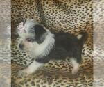 Small Photo #6 ShiChi Puppy For Sale in OTTAWA, OH, USA