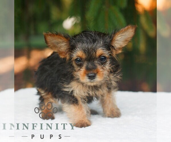 Medium Photo #2 Yorkshire Terrier Puppy For Sale in KINZERS, PA, USA