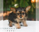 Small #1 Yorkshire Terrier