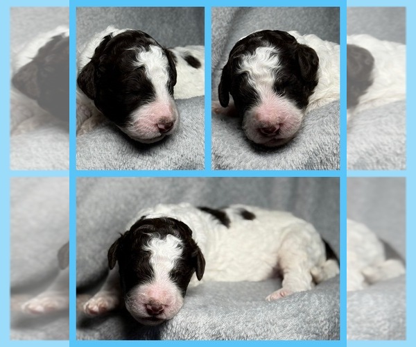 Medium Photo #50 Goldendoodle Puppy For Sale in HOWARD CITY, MI, USA