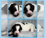 Puppy 4 Goldendoodle