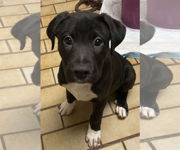 Medium Photo #4 Mutt Puppy For Sale in Westminster, MD, USA