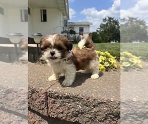 Shih Tzu Puppy for sale in TOPEKA, IN, USA