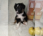 Small Photo #2 Australian Shepherd Puppy For Sale in INDIANAPOLIS, IN, USA