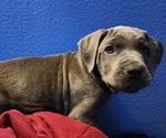 Small Photo #17 Cane Corso Puppy For Sale in WEST MONROE, LA, USA