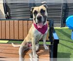 Small #1 Boxer Mix