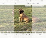Small Photo #1 Boerboel Puppy For Sale in LA CROSSE, VA, USA