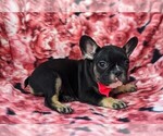 Small Photo #3 French Bulldog Puppy For Sale in CLAY, PA, USA