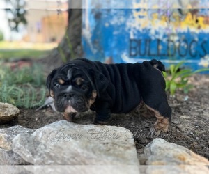 English Bulldog Puppy for sale in OOLOGAH, OK, USA