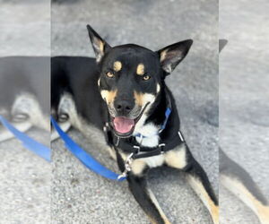 Siberian Husky-Unknown Mix Dogs for adoption in Fort Worth, TX, USA