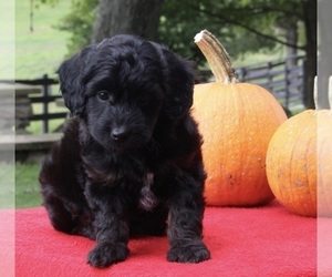 Aussiedoodle Miniature  Puppy for sale in FREDERICKSBURG, OH, USA