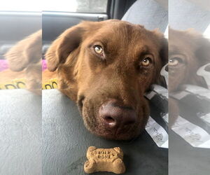 June Carter - Female Golden Shepherd Dog for Adoption - Photo #17
