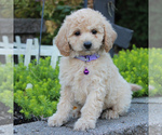 Small Photo #3 Bichpoo Puppy For Sale in KINZERS, PA, USA