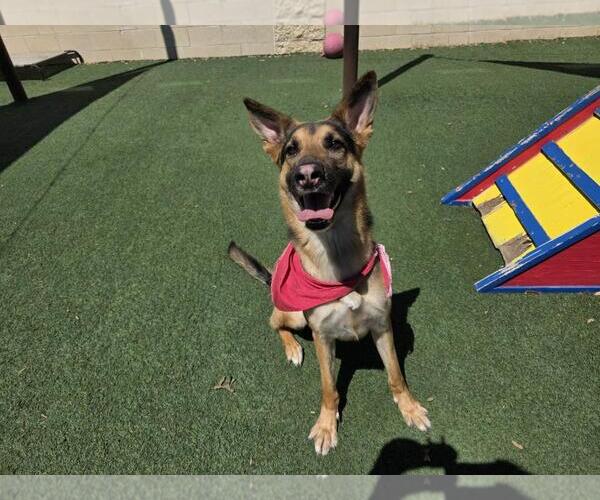 Medium Photo #19 German Shepherd Dog-Unknown Mix Puppy For Sale in Rockwall, TX, USA