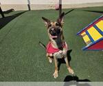 Small #18 German Shepherd Dog Mix