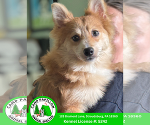Pomeranian Dogs for adoption in Stroudsburg, PA, USA