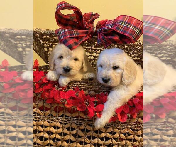 Medium Photo #9 Goldendoodle Puppy For Sale in GLENDALE, CA, USA