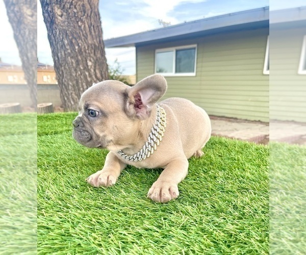 Medium Photo #5 French Bulldog Puppy For Sale in MOUNT VERNON, AL, USA