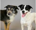 Small #4 Border Collie Mix