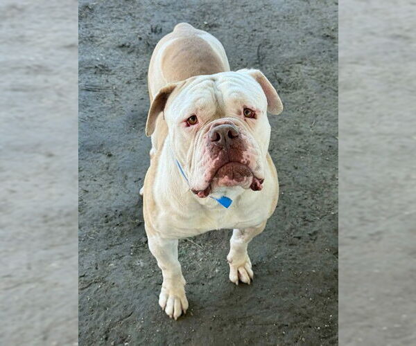 Medium Photo #1 American Bulldog Puppy For Sale in Riverside, CA, USA