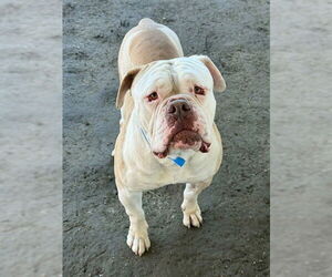 American Bulldog Dogs for adoption in Riverside, CA, USA