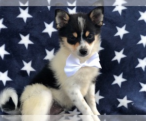 Pom-Shi Puppy for sale in HONEY BROOK, PA, USA