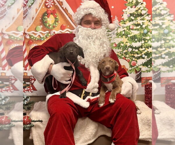 Medium Photo #2 Labrador Retriever-Unknown Mix Puppy For Sale in Des Moines, IA, USA