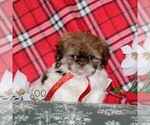 Small #4 Shih Tzu