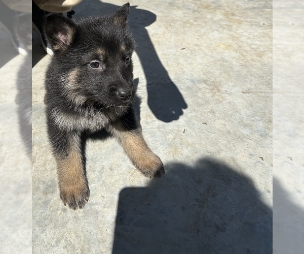 Medium Photo #15 German Shepherd Dog Puppy For Sale in FORT WORTH, TX, USA