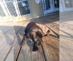 Small Photo #2 Great Dane Puppy For Sale in RDG MNR EST, FL, USA