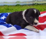 Small Photo #64 Border Collie Puppy For Sale in NORBORNE, MO, USA