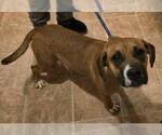 Small #8 Boxer Mix