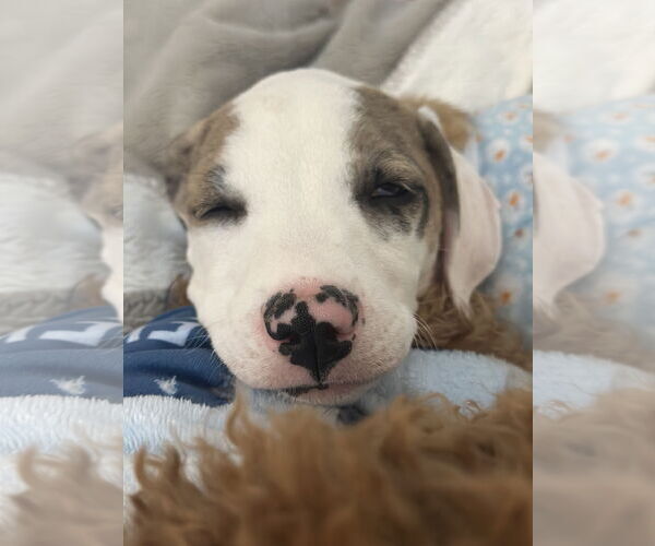 Medium Photo #9 Catahoula Leopard Dog-Unknown Mix Puppy For Sale in Rockaway, NJ, USA