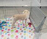 Small #6 Poodle (Toy)