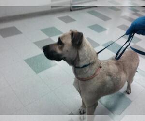 Black Mouth Cur-Unknown Mix Dogs for adoption in Oklahoma City, OK, USA