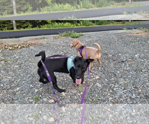 Medium Photo #19 Dachshund-Unknown Mix Puppy For Sale in Sebec, ME, USA