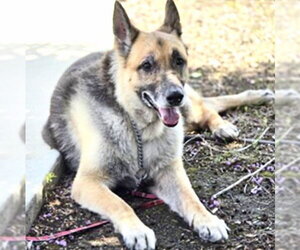 German Shepherd Dog Dogs for adoption in Houston, TX, USA