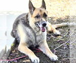 Small German Shepherd Dog