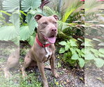 Small #1 American Pit Bull Terrier