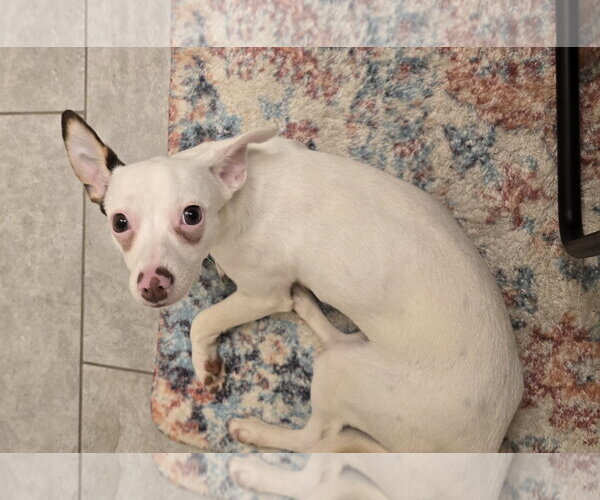 Medium Photo #3 Chiweenie Puppy For Sale in Missouri City, TX, USA