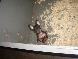 Miniature Pinscher Puppy for sale in CARROLLTON, GA, USA