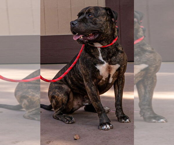 Medium Photo #2 American Staffordshire Terrier-Unknown Mix Puppy For Sale in Lake Forest, CA, USA