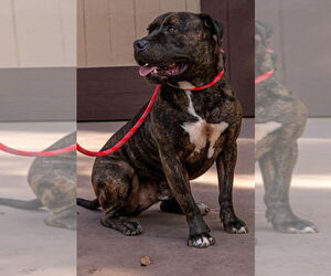 Prancer - Foster or Adopt Me! - Male American Staffordshire Terrier-Unknown Mix Dog for Adoption - Photo #2