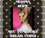 Small Photo #1 Pembroke Welsh Corgi Puppy For Sale in LOGAN, NM, USA