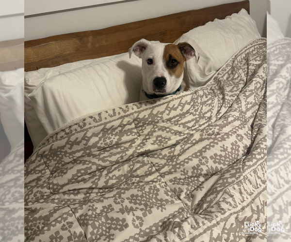 Medium Photo #8 Beagle-Unknown Mix Puppy For Sale in Washington, DC, USA